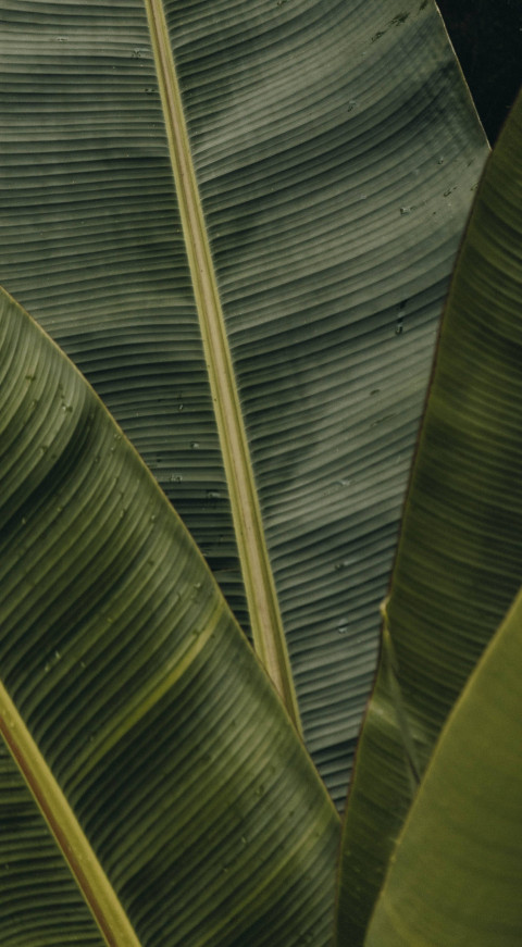 Vibrant Bloom Botanical Garden Mobile Wallpaper