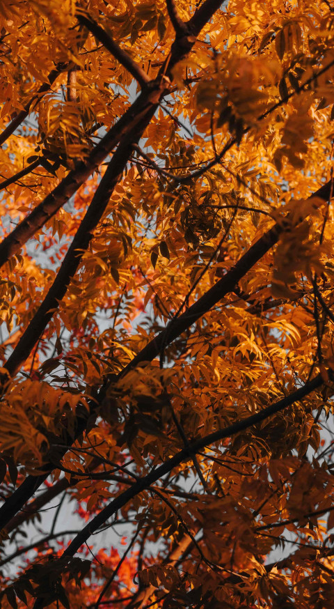 Golden Fall Leaves Phone 4K Wallpaper