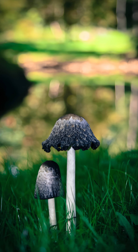 Cute Mushroom Phone Background for Any Smartphone