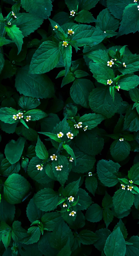 Serene Botanical Garden Mobile Image for Devices