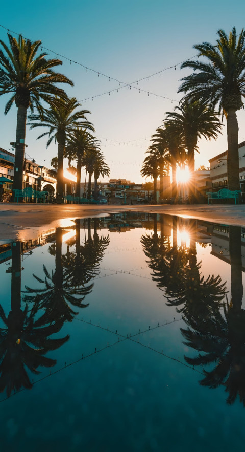 Sunset Palm Tree Mobile 4K Photo