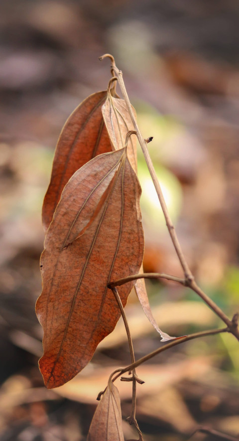 Calm Botanical Garden Background for Phones