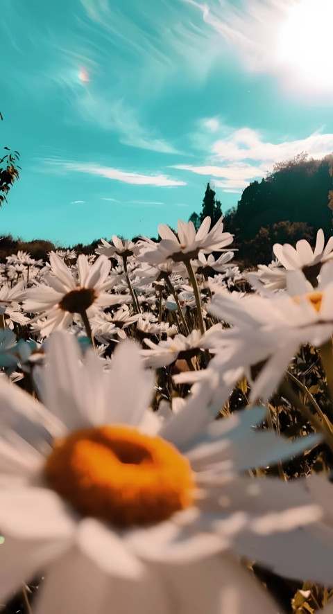 Eye Catching Flower Photo for Mobile Use