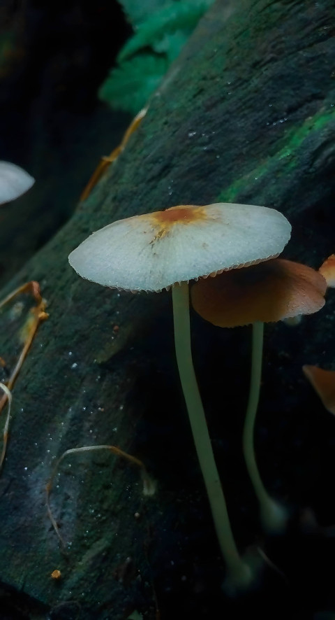 Adorable Mushroom Wallpaper for Mobile Phone