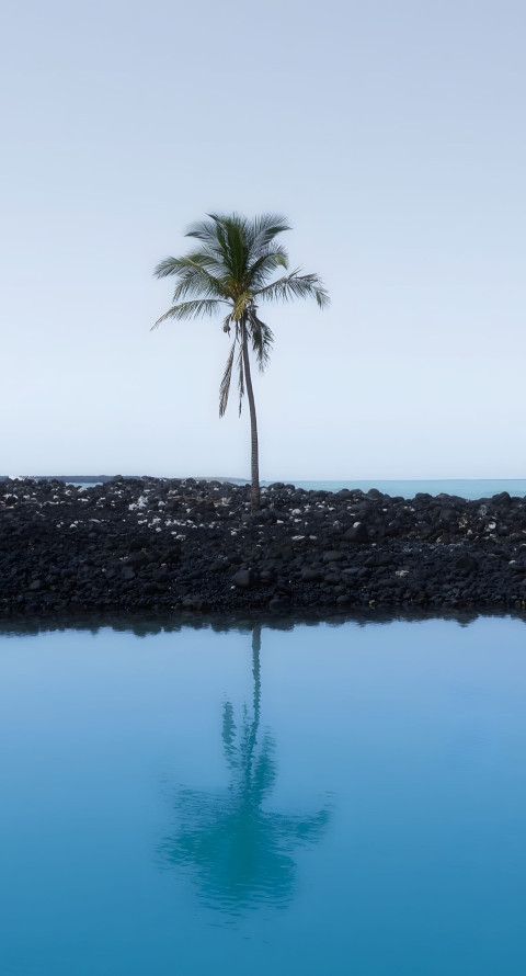 Exotic Palm Tree Mobile Background