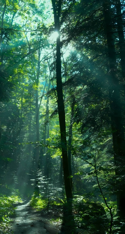 4K Peaceful Forest Mobile Wallpaper