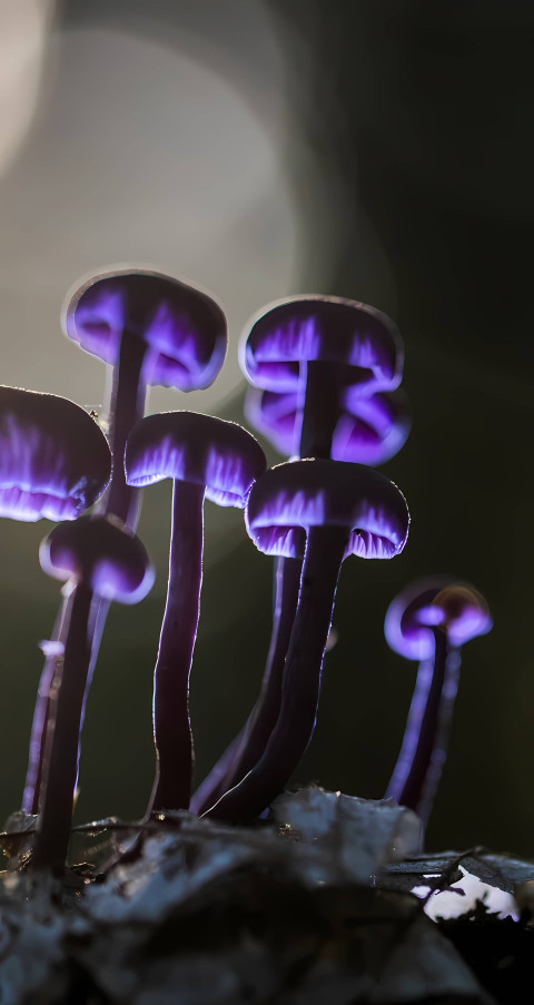 Download Adorable Mushroom Phone Picture for Free