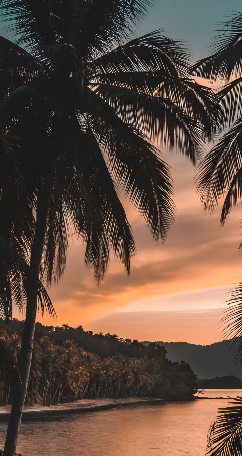 Palm Tree Aesthetic Mobile Wallpaper