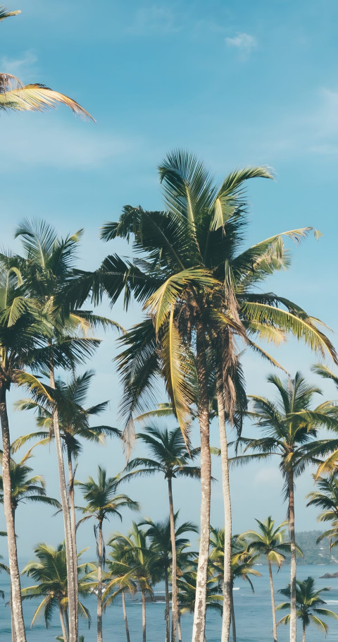 Tropical Palm Tree Mobile Background