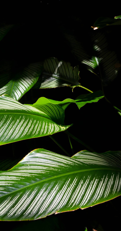 Vibrant Botanical Garden Mobile Image for Download