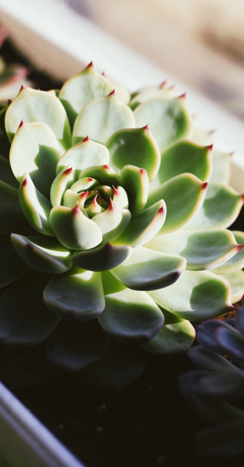 Tranquil Botanical Garden Mobile Picture in HD