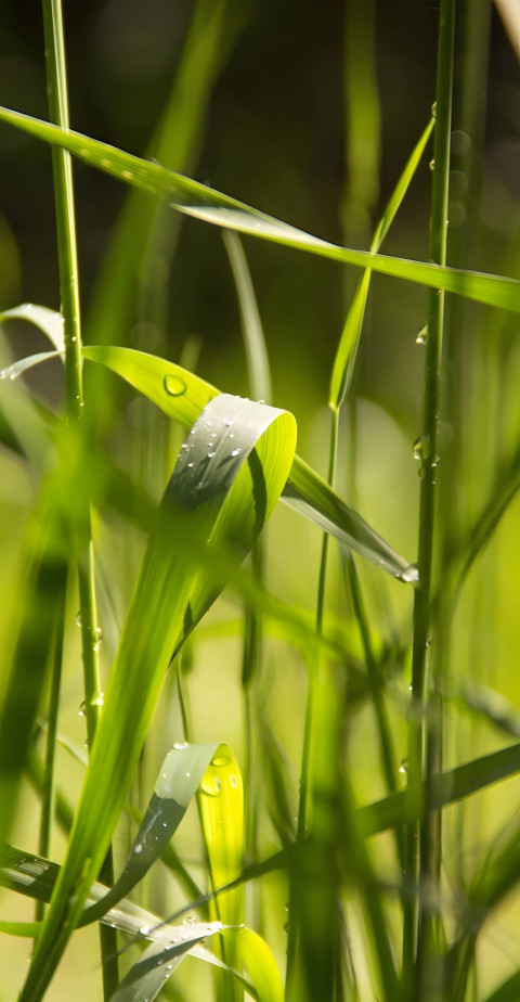 Sunlit Green Field Wallpaper for Phone