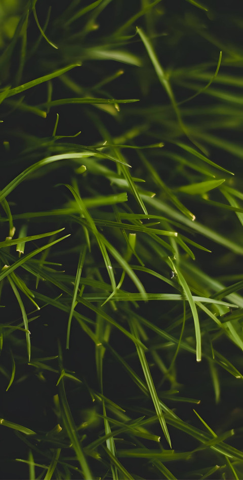 Green Grass Wallpaper for Mobile Device 4K