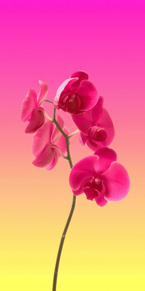 Minimalist Flower Photo for Mobile Background