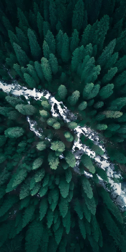 Vibrant Green Trees Mobile Background