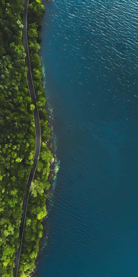 Vibrant Green Jungle Forest for Phone Wallpaper