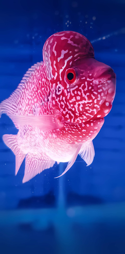 Gorgeous Fish Wallpaper for Nature Lovers