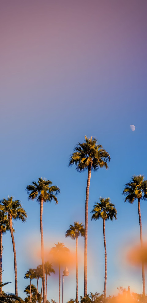 High Quality Palm Tree Mobile Wallpaper