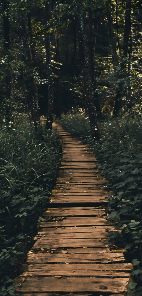 Forest Walkway Through the Trees