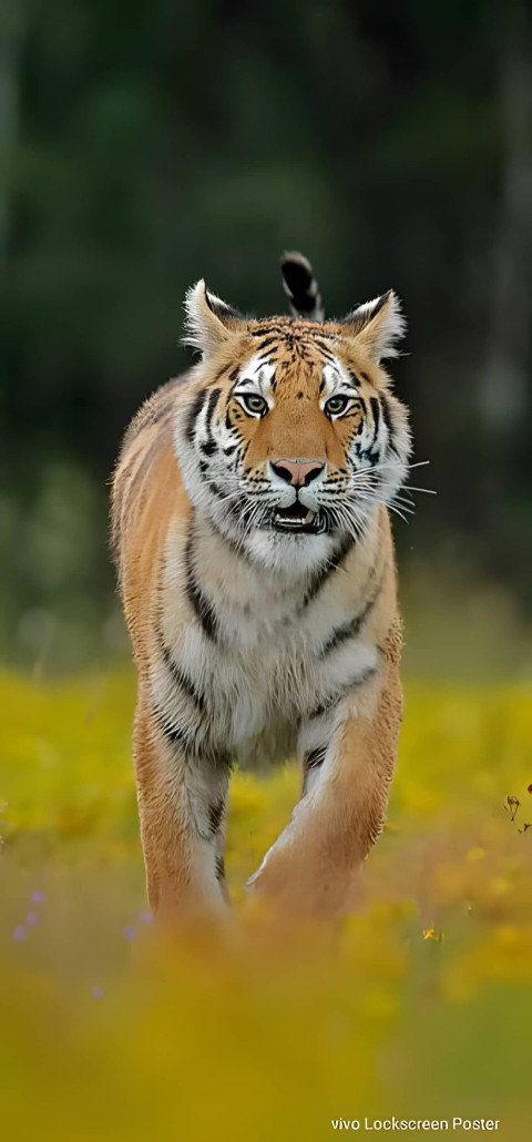 Fierce Bengal Tiger in Open Field Wallpaper