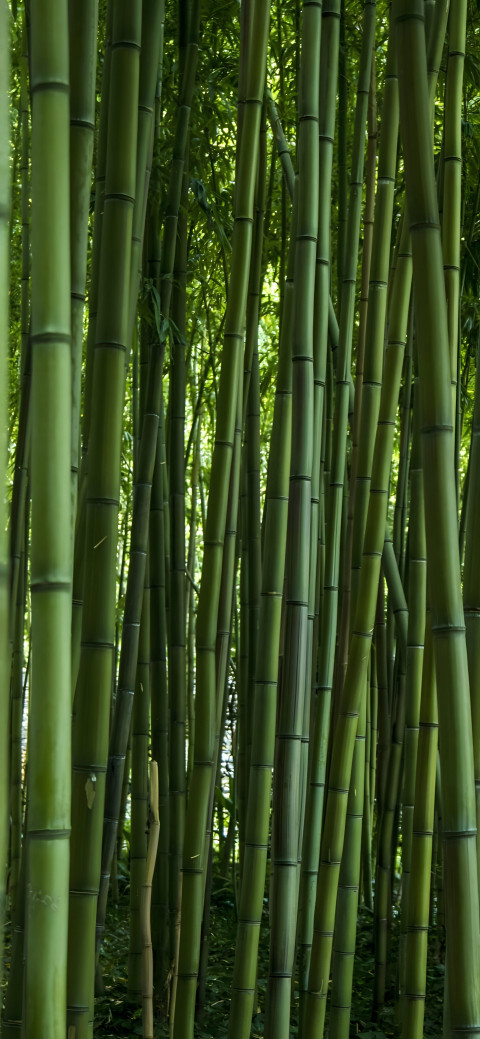 4K Bamboo Canopy Phone Background
