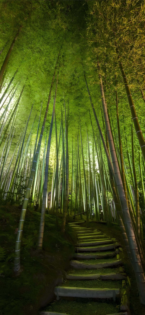 4K Dark Green Bamboo Mobile Image