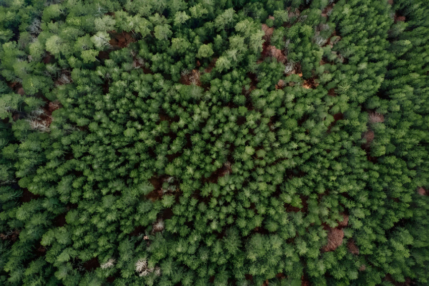 Peaceful Green Forest Desktop Wallpaper