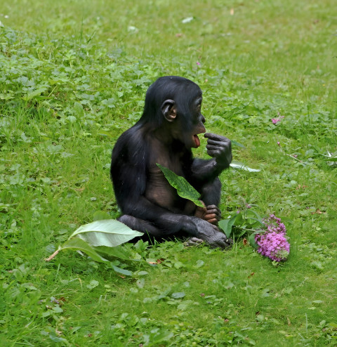 Gorilla in Serene Jungle Mobile Photo