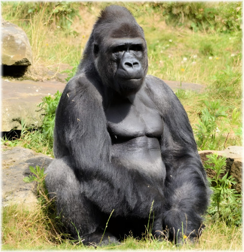 Gorilla with Crown Mobile Wallpaper