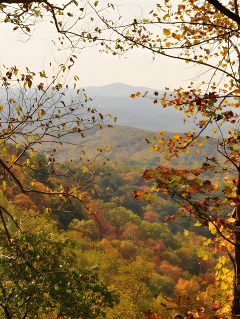 Download Enjoying the beauty of November Forest Wallpaper