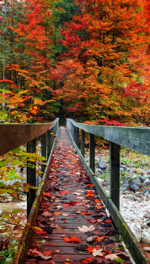 Cute Fall Aesthetic Mobile Picture