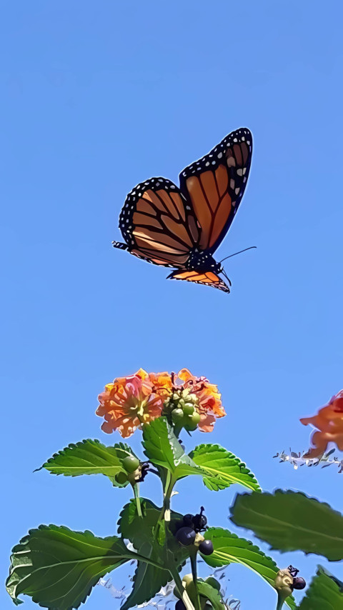 Aesthetic Indie Wallpaper for Calm and Inspiration