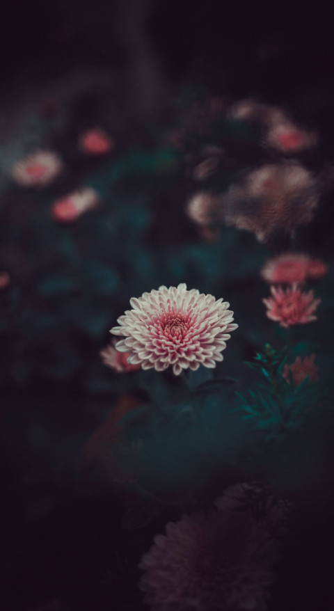 Elegant Nature Botanical Garden Mobile Background