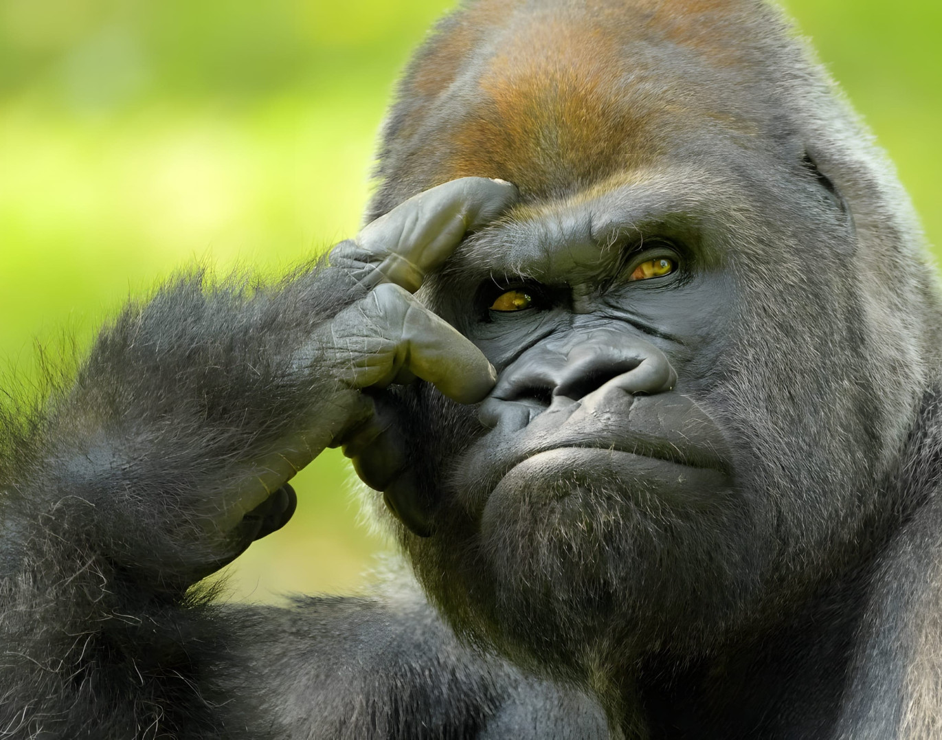 Gorilla category thumbnail