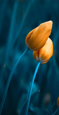 Amazing Flower Image for Mobile Background