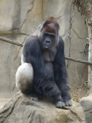 Angry Gorilla Face Mobile Wallpaper