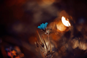 Artistic Flower Image for Desktop Use