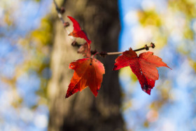 Autumn Harvest Glow for Desktop