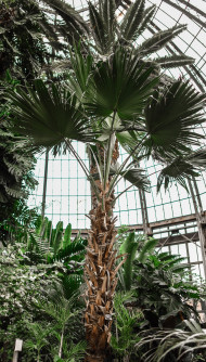 Beautiful Botanical Garden Mobile Wallpaper in 4K