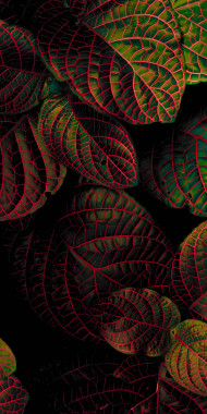 Beautiful Botanical Garden Pathway Mobile Image