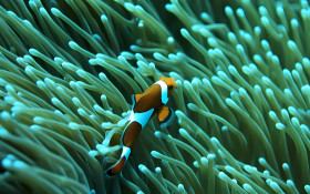 Beautiful Fish Photo for Your Desktop