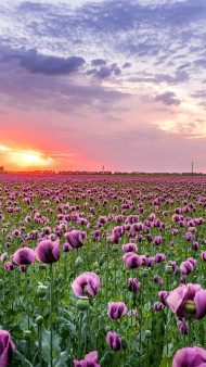 Beautiful Flower Photo for Smartphone Use