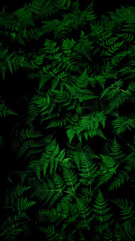 Beautiful Jungle in Nature Scene