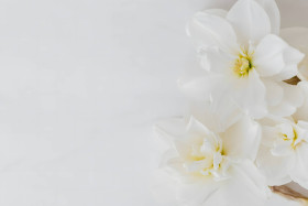 Best Ever White Background Image Wallpaper
