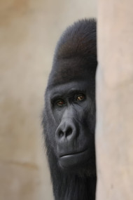 Black Gorilla Close Up Mobile Wallpaper