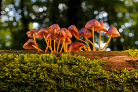 Charming Mushroom Computer Wallpaper to Personalize Your PC