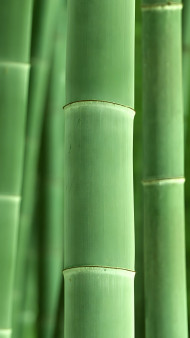 Close up Bamboo Stalks Mobile Image
