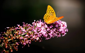 Colorful Botanical Garden Desktop Picture in 4K