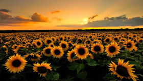 Colorful Flower Picture for Desktop Use