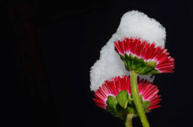 Elegant Flower Photo for Your Desktop Background